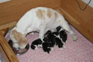 Beaglemutter frisst nach der Geburt